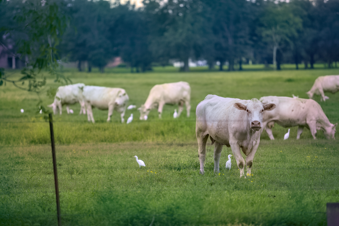 Livingston Parish Real Estate